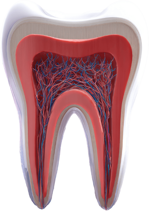 Root Canal